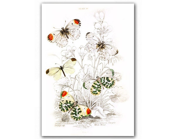 Amazing Butterflies, Natural History illustration printed on Parchment paper. Buy 3 and get 1 FREE, Nursery room art