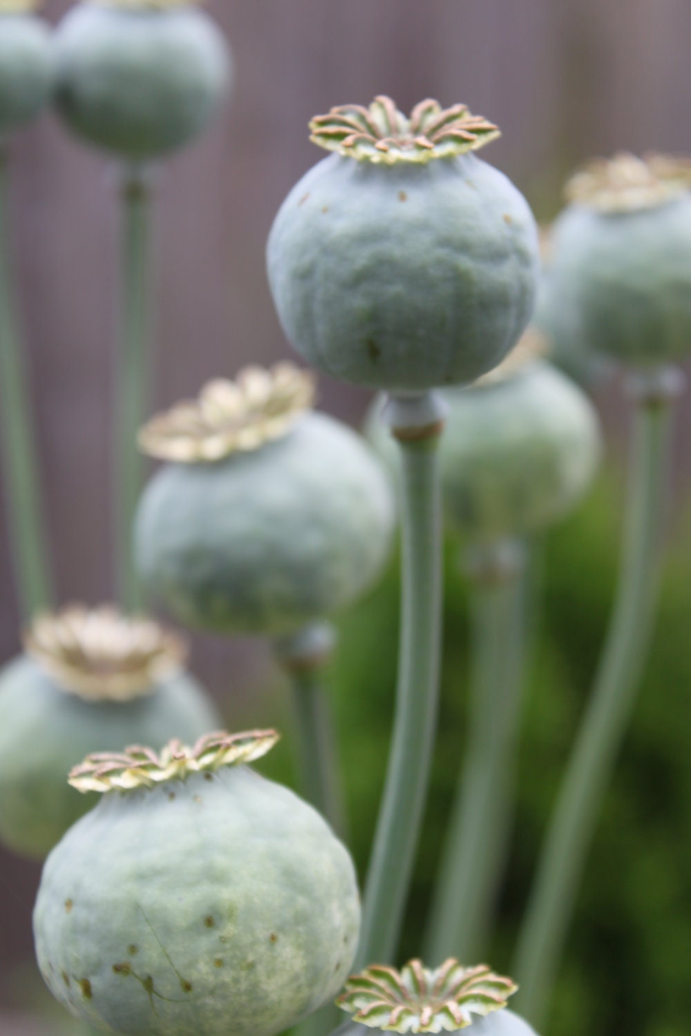 Pink Paperver Somniferum Seeds 2012