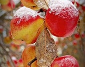 Apples, Fruit Tree, Red Apple, Harvest, Autumn, Snow, 8x12 Photograph, 'Wintered Apples'