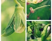 Garden Print Set, Baby Vegetables, 5x7 Photos, Set of 3, Green, Kitchen Art, Gardening, 'Baby Veggie Collection'