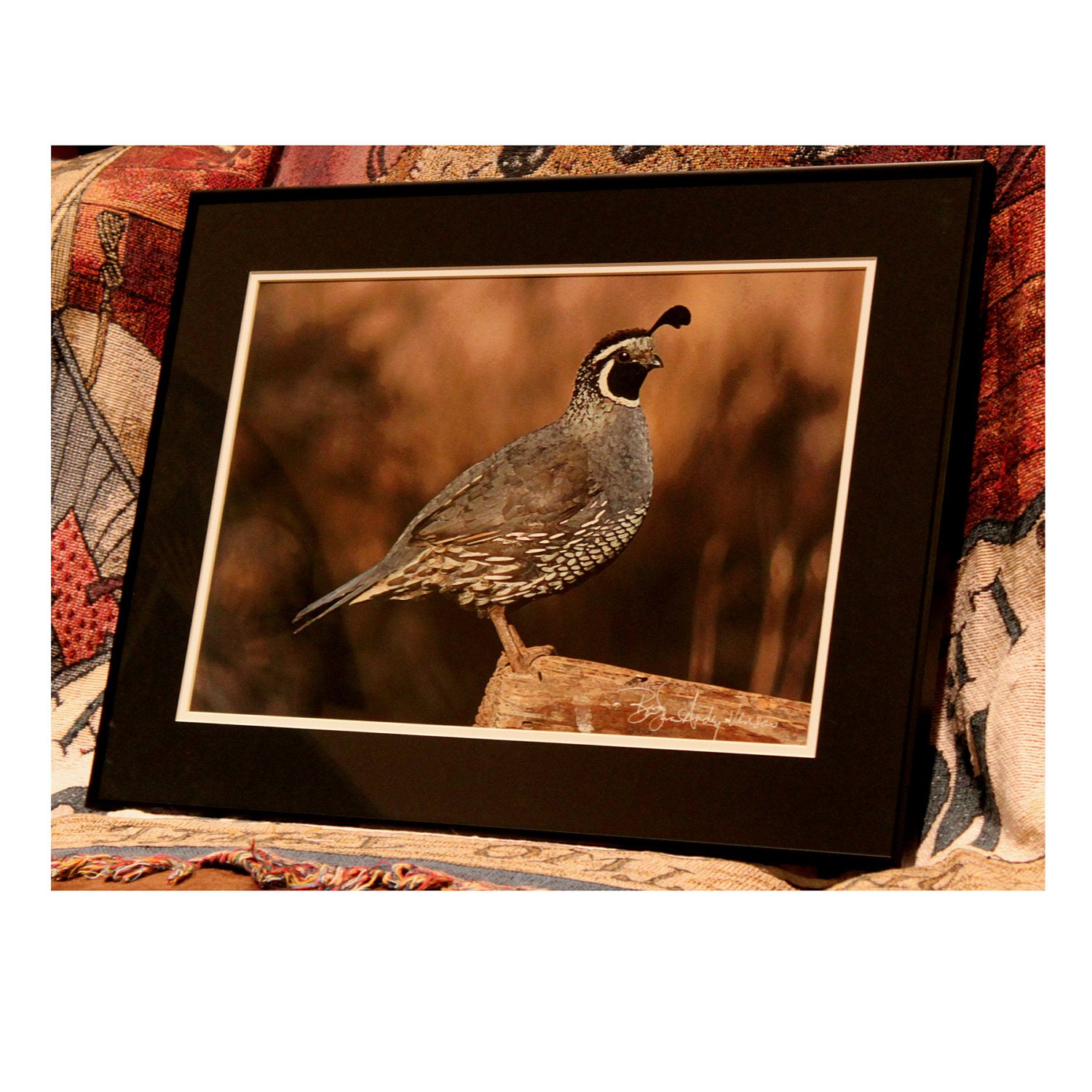 Quail Framed Print 18" x 24"