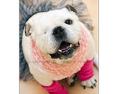 Piper Stone The Painting Bulldog and Material Girl - Photo featured in Magazine - Fine Art Photography - Dog Photo - 8x10