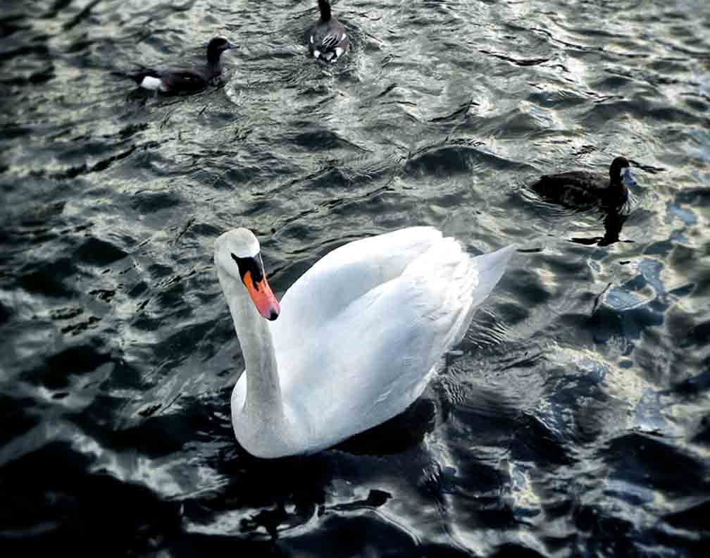 White Swan Photo, Cute, Vignette, Ducks, Detailed, Dramatic, Pretty Wall Decor, 11 x 14 Fine Art Print
