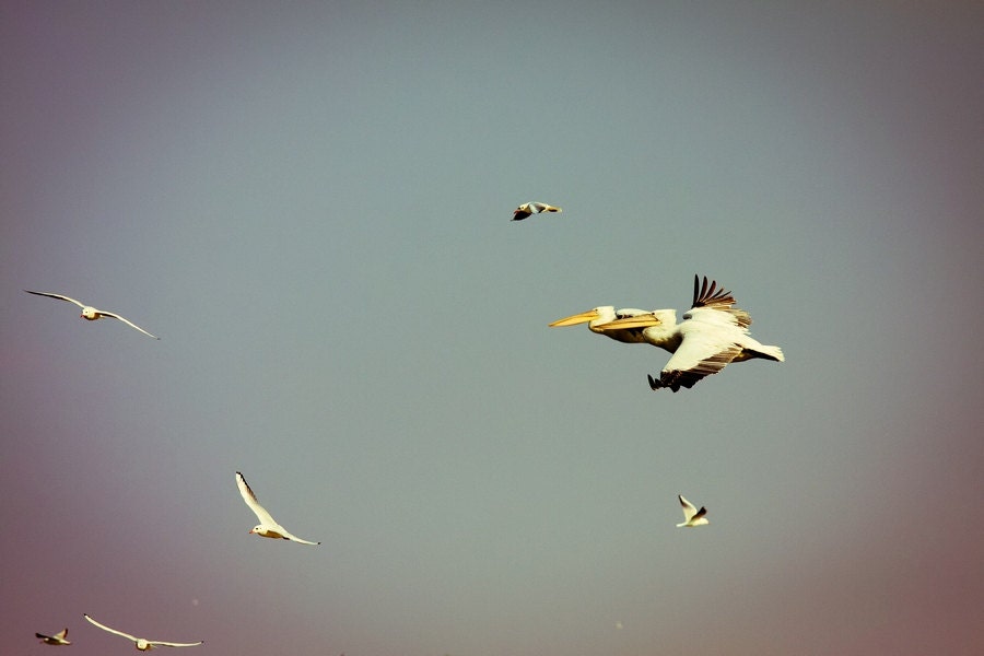 Pelicans Photography, Wildlife Photography, Pelicans and gulls in flight,  Aquamarine blue pink pastels 8x10 or 8x12 print