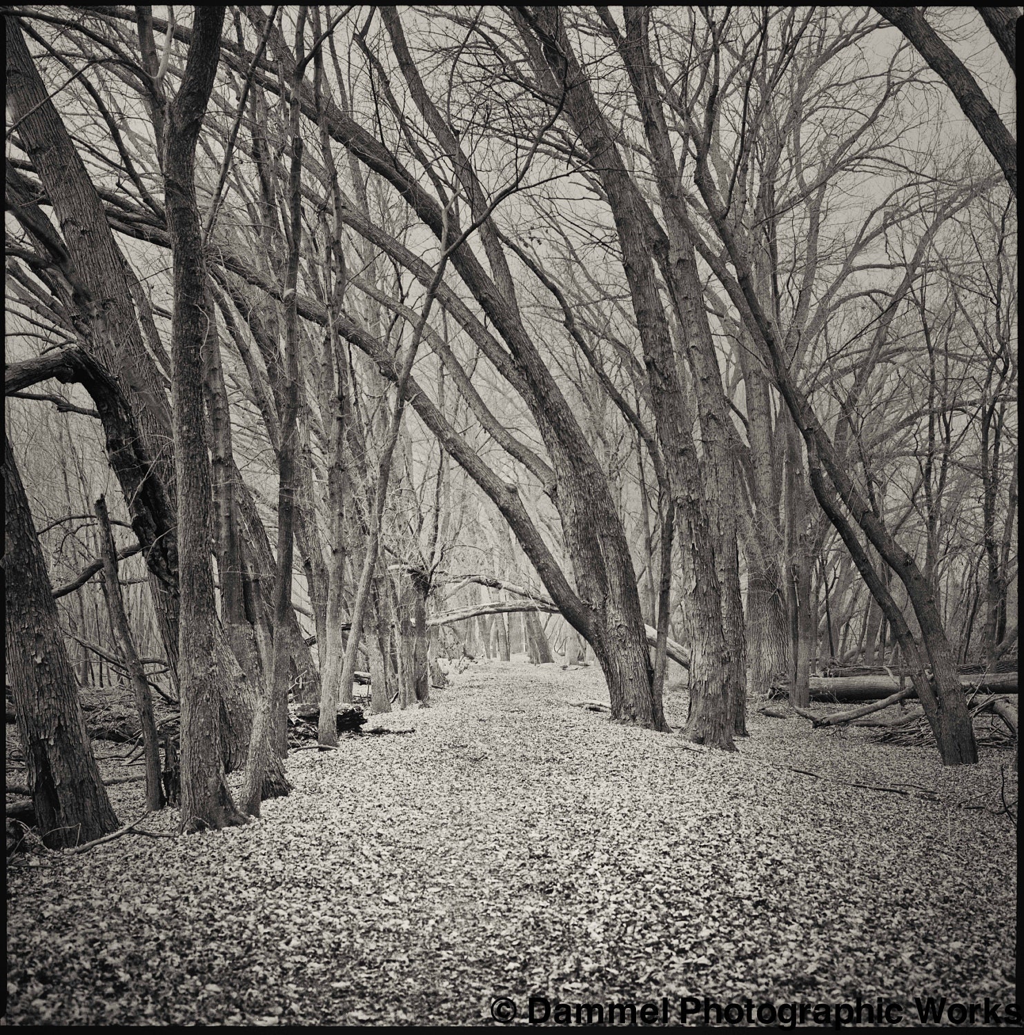 A Walk in the Woods, 10x10" black and white fine art nature photograph