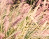 Summer Fields, Wildflower Prairie, Meadow, Country Chic, 8 x12, wildflower fields, Wall decor, Nursery, Botanical Art, gift under 30