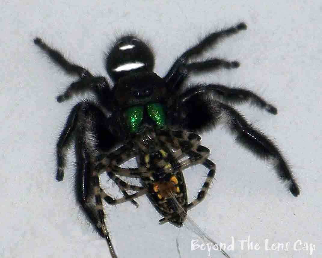 Scary Spider Pics