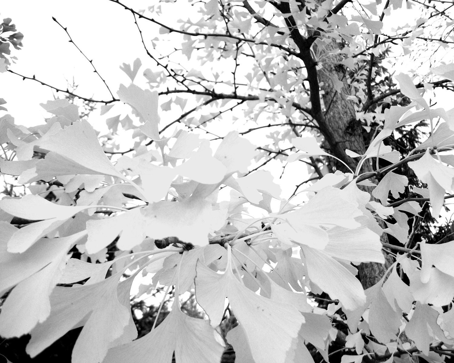 8x10 Original Abstract Art Black and White Brilliant Leaves Fall Print Minimalist Photography Dreamy Nature Landscape Fine Art