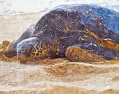 FREE Shipping - SANDY HONU 8x10 Giclee Photo Art Print - Maui Hawaii