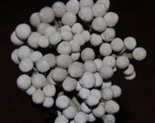 Dried Silver Brunia - Stemmed