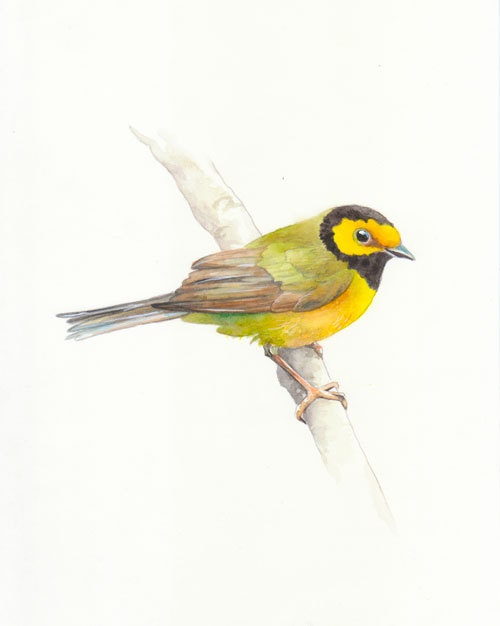 Bird, bird print, bird giclee, giclee art, Watercolor art print, giclee fine art print, Hooded Warbler, Original watercolor, giclee print,