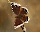Mourning Cloak Butterfly, 5x7 Fine Art Photography, Butterflies - CindiRessler