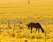 Wild Horses - white and brown horse grazing in a golden Colorado field - 5x5 square color matte print