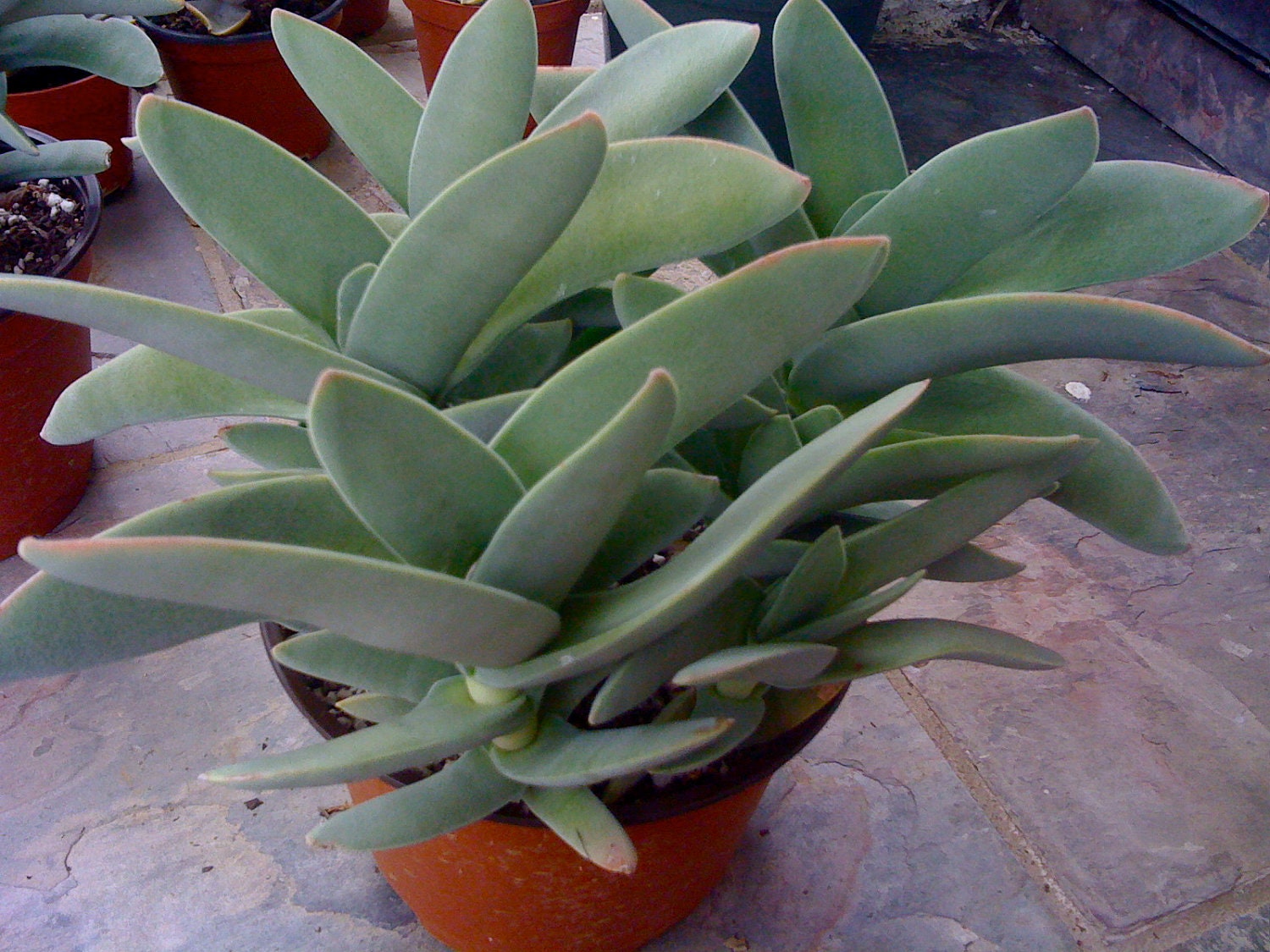 Succulent Cutting, Crassula Falcata or Propeller Succulent Plant