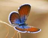 Rustic Butterfly Photography, copper brown & sapphire blue butterfly on golden grass, 5x7 nature photo, fine art print