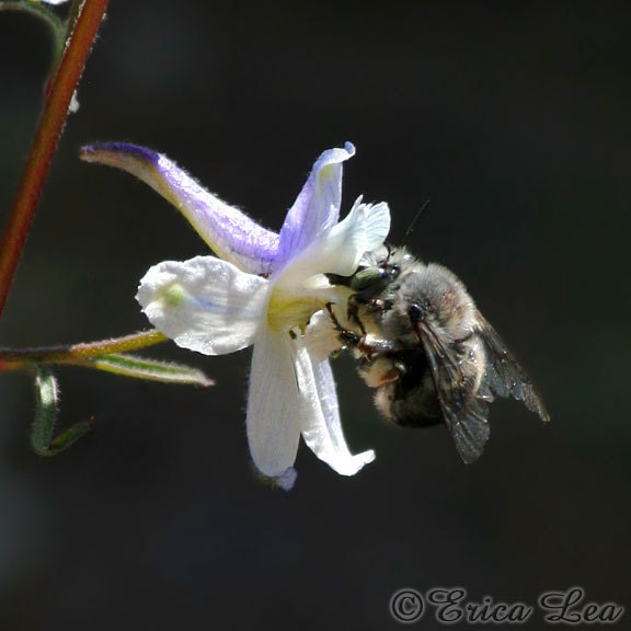 5x5 Bee Photo Print, fuzzy bee on white larkspur flower, nature wall art home décor