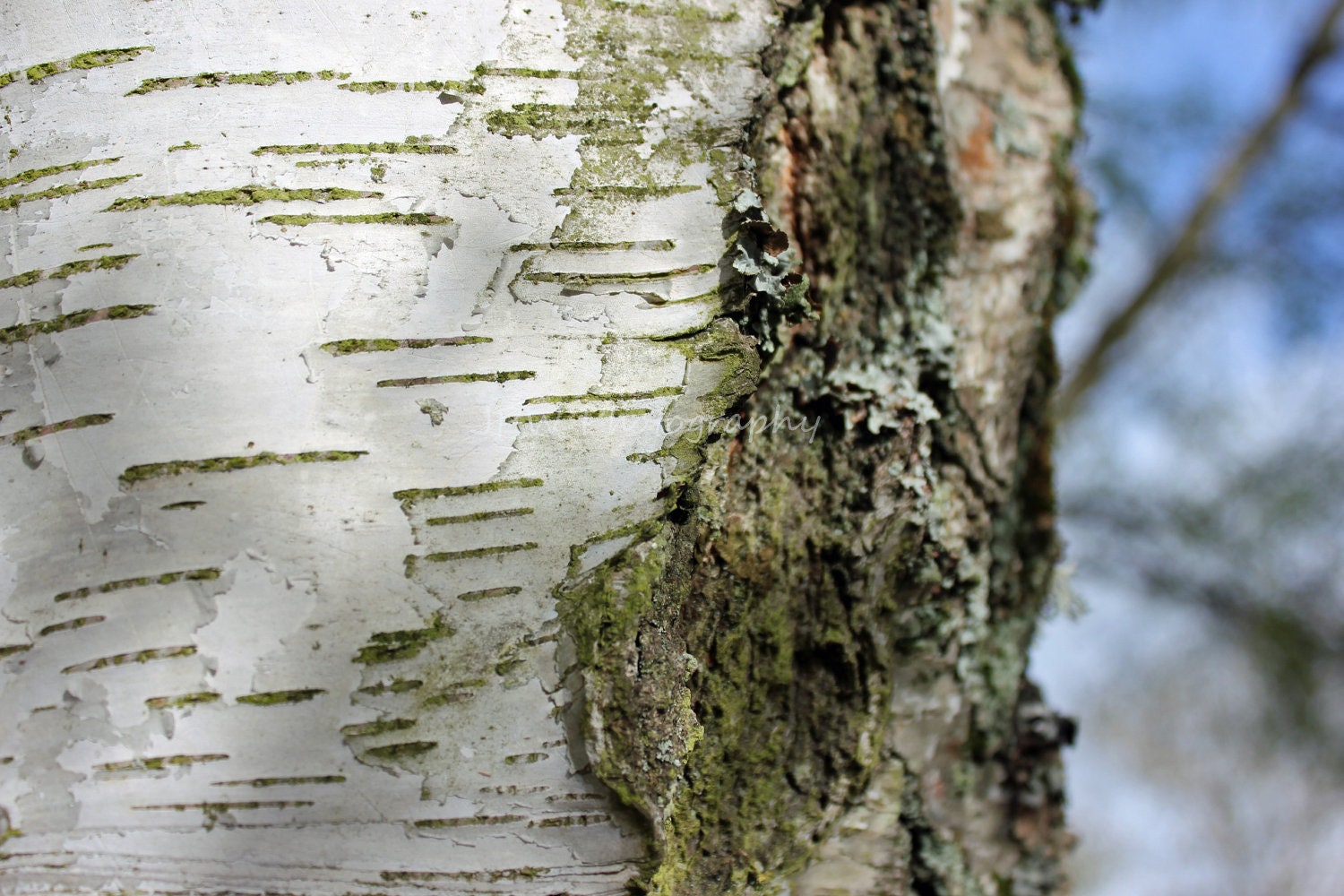 Silver Birch, Old Tree Bark Nature Fine Art Photography 7x5 Photograph