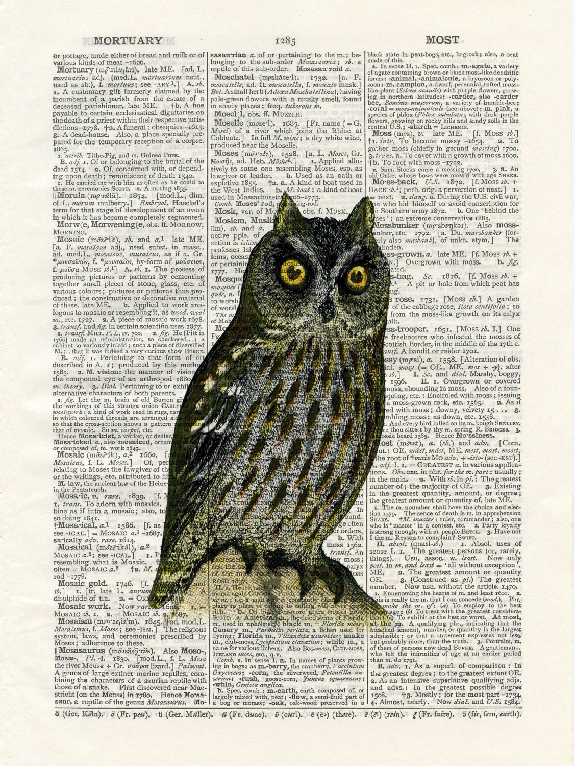 tufted owl