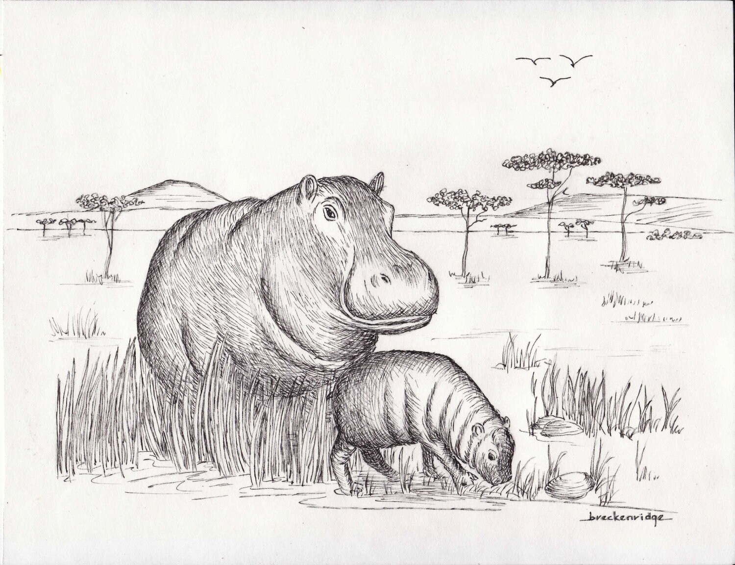 Baby Hippo Drawing