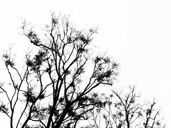 Tree Photograph, Black and White Photography, home decor, 8x10 fine art photo print