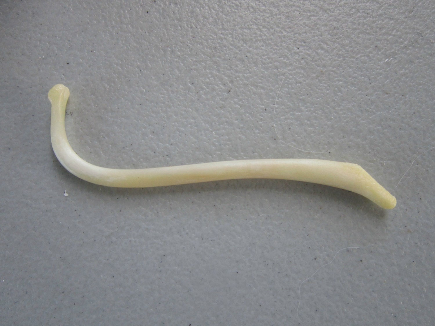 Baculum Jewelry