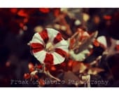 Fine Art Photography Bright Red Bokeh Spring Summer Flower - 11x17" - Printed to Order
