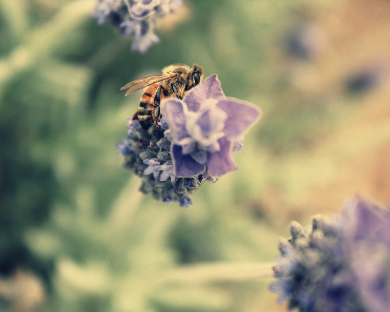 Lavender photograph - Lavender Honey - kitchen art, macro bee, pastel flower