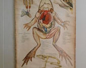 Vintage Belgian School Chart Anatomical Study of Frog