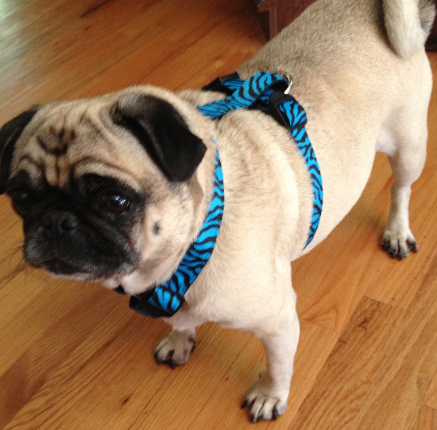 Handmade Blue Zebra Dog Harness