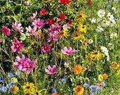 1,000 Wildflower Mix Seeds, Cover a Large Area, Attracts Butterflies