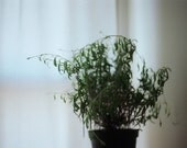 Lavender - 7 x 5 Fine Art Photography Print from 35mm film