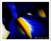 Blue Flower Photo Print, Blue Gladioli, Macro Fine Art Print, Blue and Yellow, Monochromatic, 8x10, Still Life, Nature Close Up,