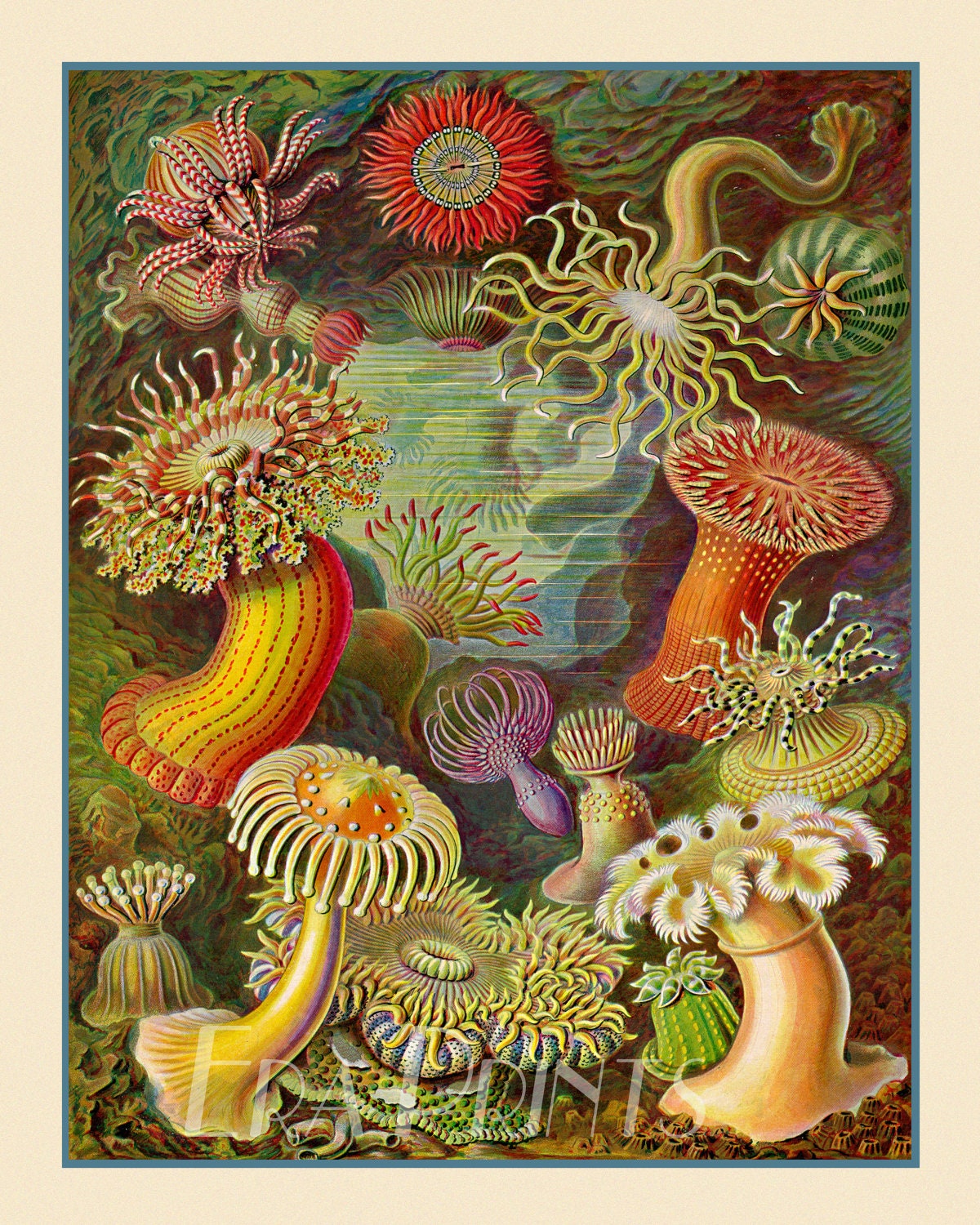 Vintage Ernst Haeckel 8" x 10" Sea Anemone Victorian Era Science Illustration In Lush Colors On Archival Quality Paper