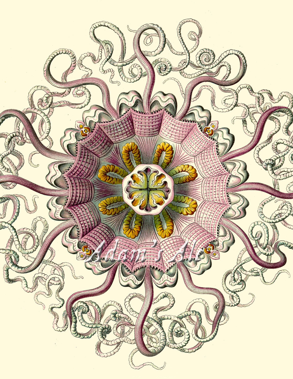 Antique Ernst Haeckel 8" x 10" Art Print: Tafel 38 - Periphylla/Peromedusae (Giant Jellyfish) Victorian Era Scientific Illustration