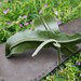 Leather Sandals-Swaying Seaweed