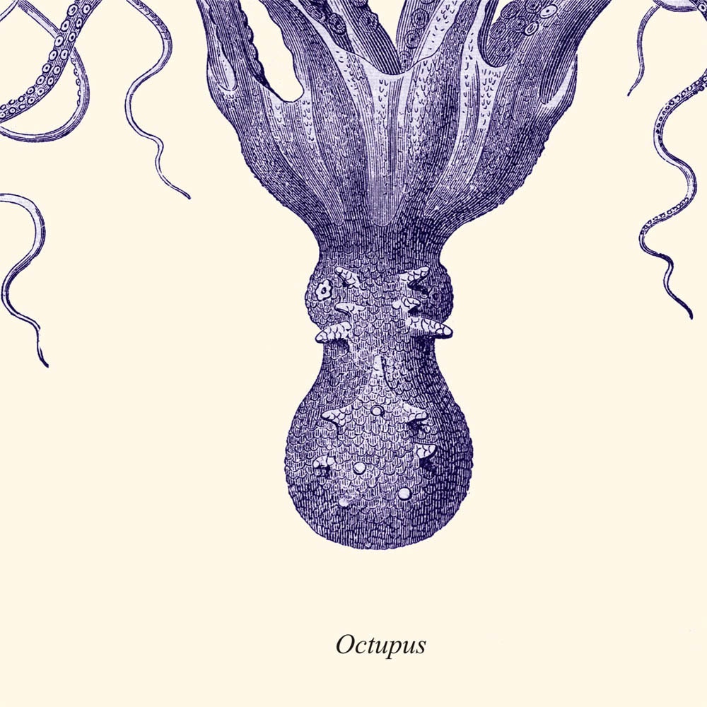 Vintage Blue Octopus Natural History Wall Decor Print
