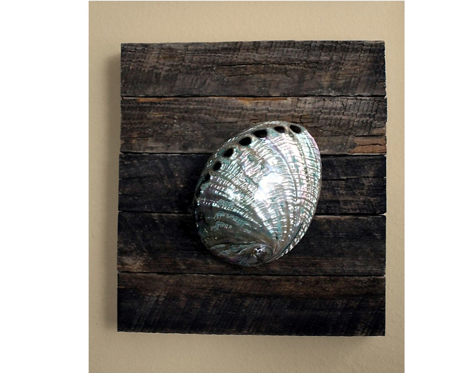 Beach Decor on Driftwood panel for coastal decor Abalone