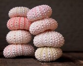 Pink Sea Urchin for beach decor, wedding supply, and crafting 12qty