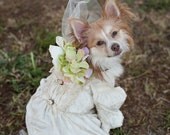 Flower Dog Flower Halo