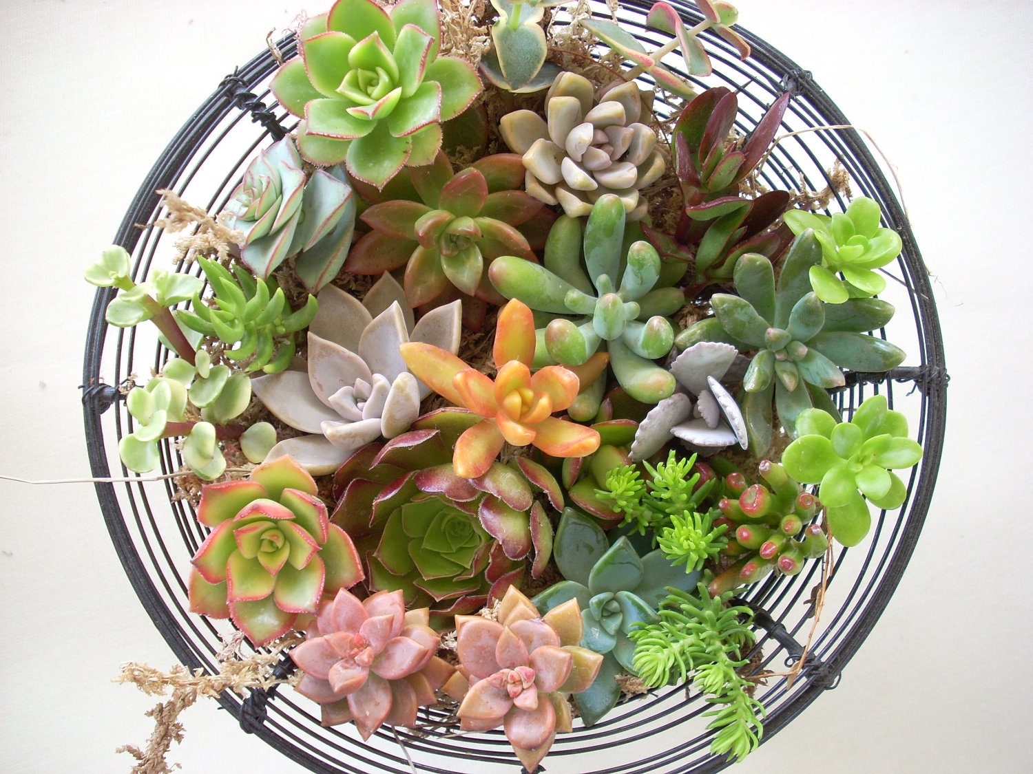 60 Live Succulent Cuttings Collection