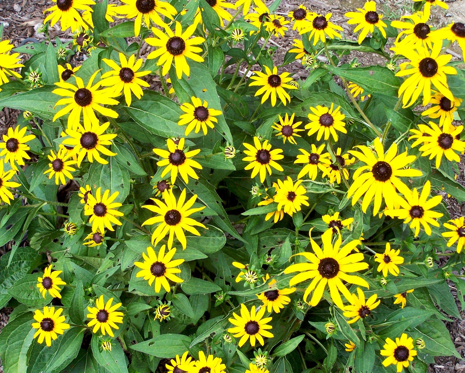 ACEO- Limited Edition - DAISIES - Black-Eyed Susans - Yellow - Green - Brown - OOAK Original