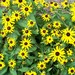 ACEO- Limited Edition - DAISIES - Black-Eyed Susans - Yellow - Green - Brown - OOAK Original
