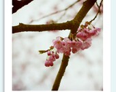 Print CHERRYTREE 12"x12" as poster on semi-matt photopaper (BORDERED 20120331 1079 Q)