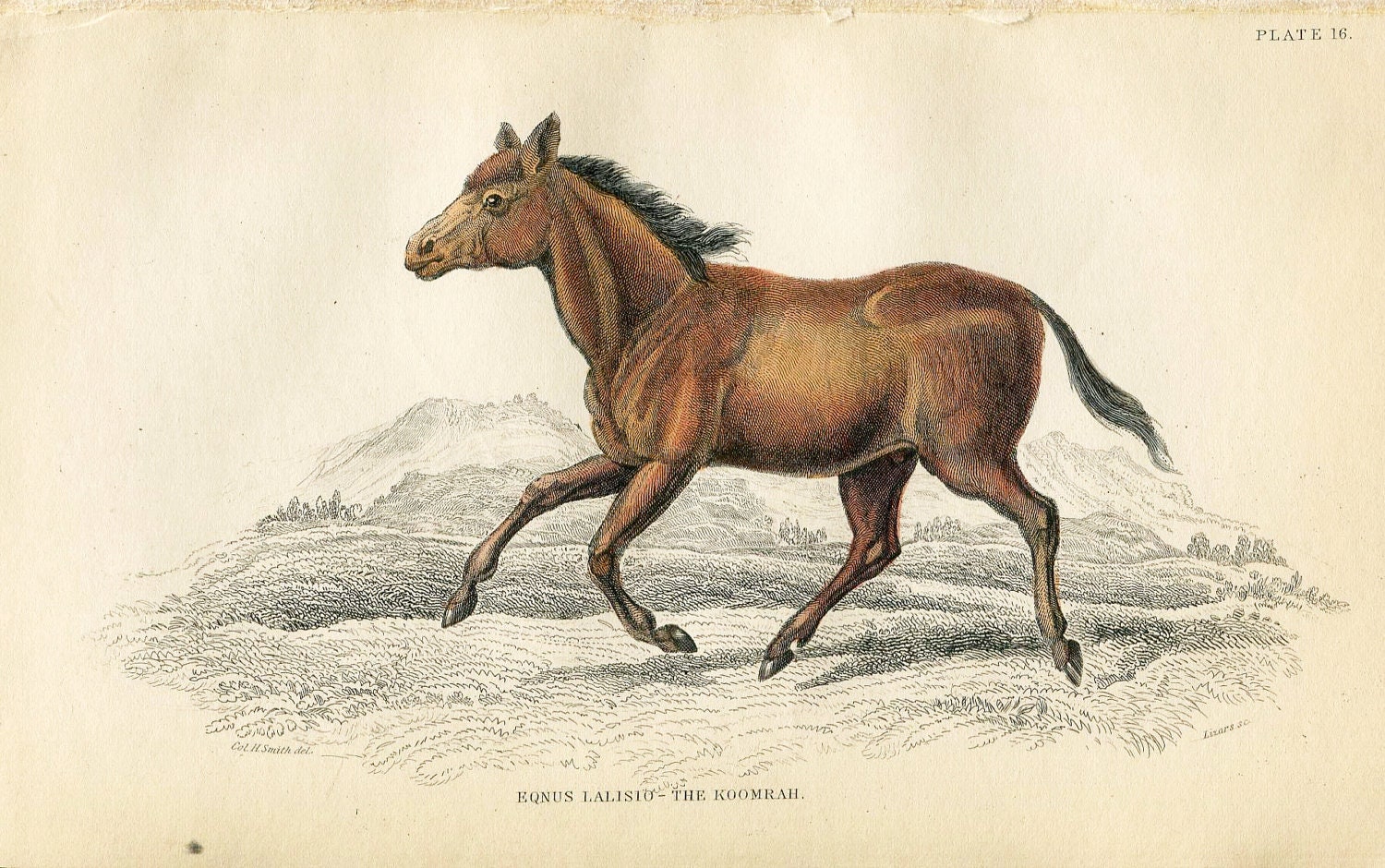 SALE Antique Hand Coloured Bookplate Color Book Plate Vintage Print Engraved Jardine 1840 Naturalists Mammalia Horses Koomrah Horse 16