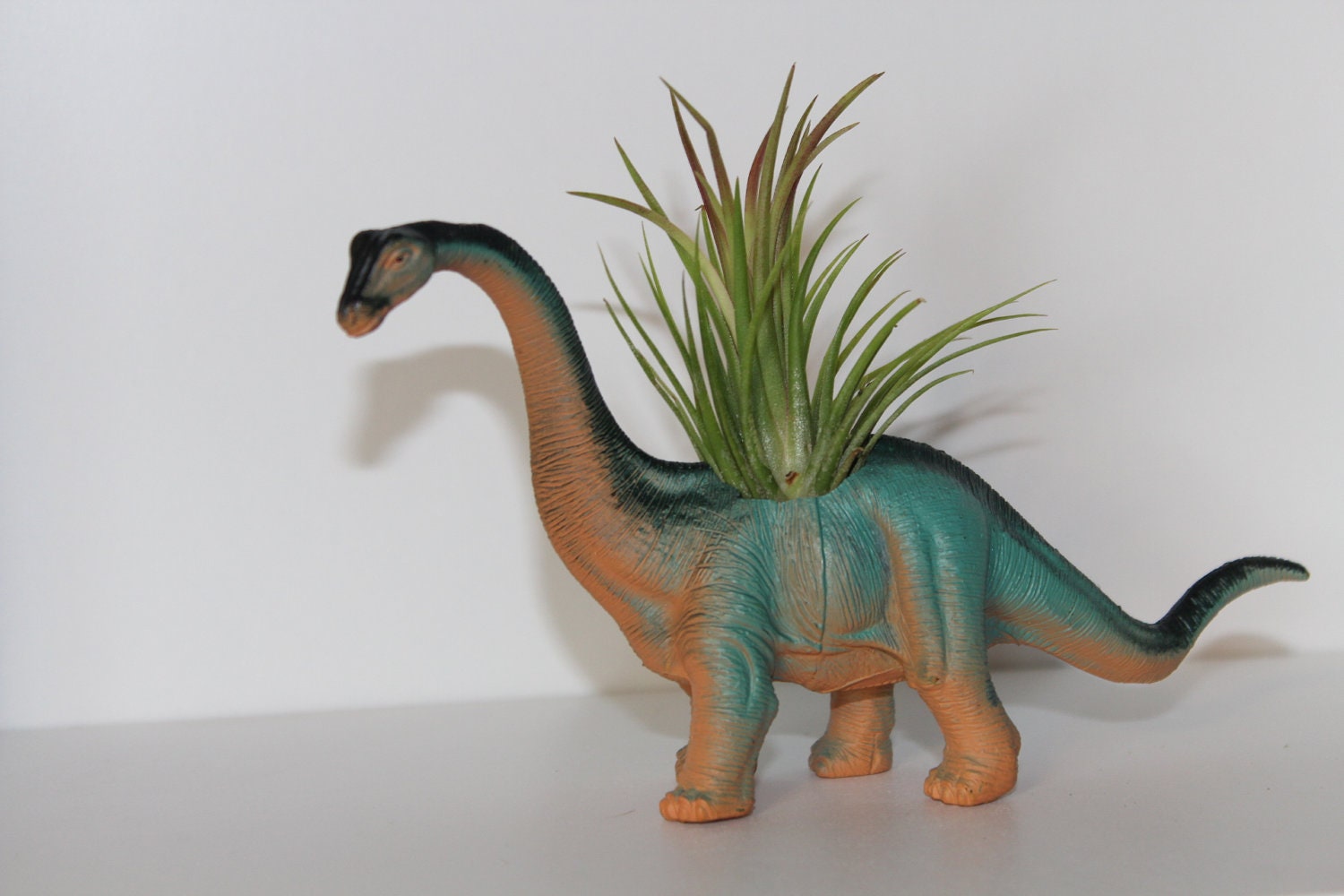 Dinosaur with Air Plant