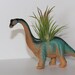 Dinosaur with Air Plant