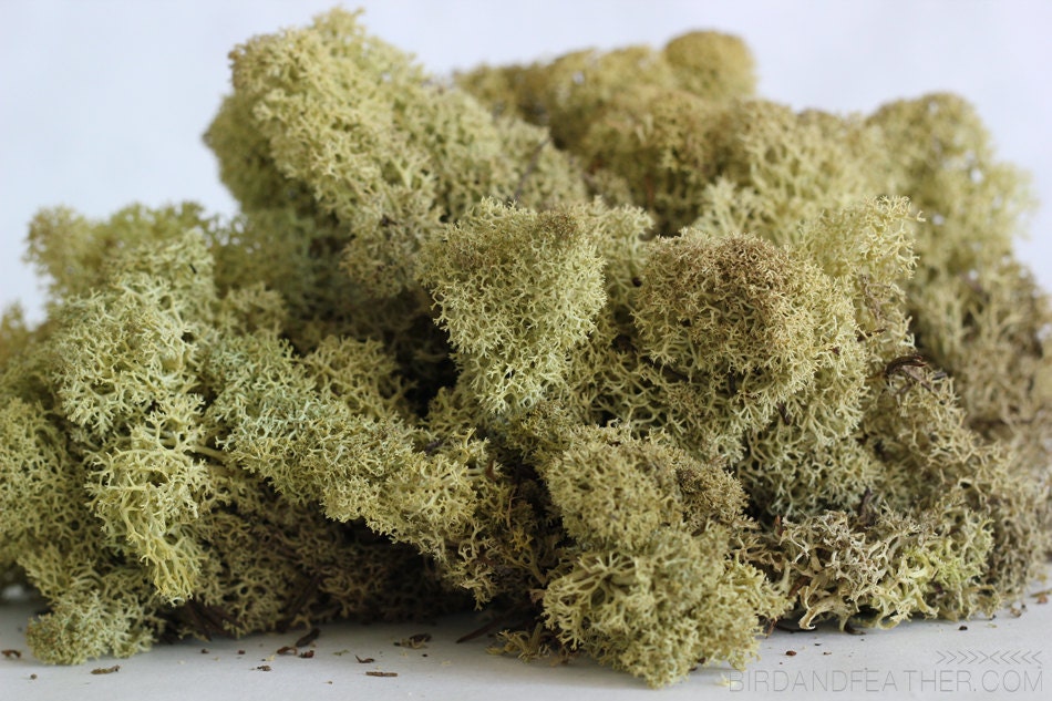Reindeer Moss: Nature Green, 1oz