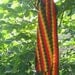 Crochet wool rasta scarf for men and women