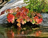 Fall Photography, Framed Photography, Fine Art Photo, Nature Photography, Yosemite Print, Wall Decor, Wall Art