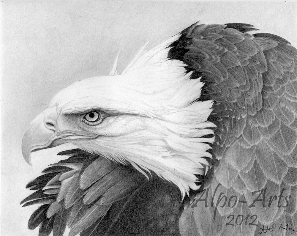 eagle pencil drawing giclee print